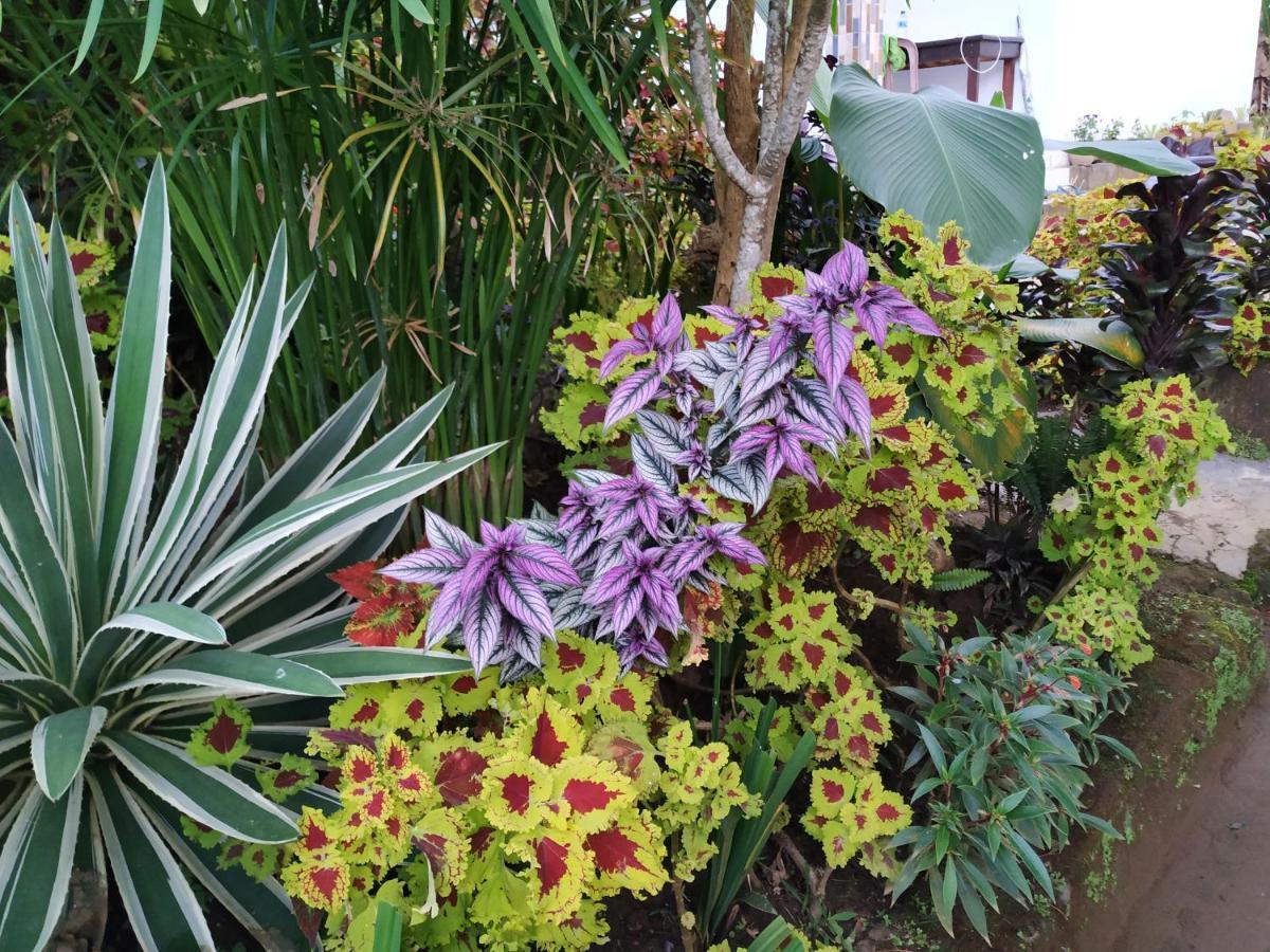 Puri Sunset Homestay Munduk Exterior foto